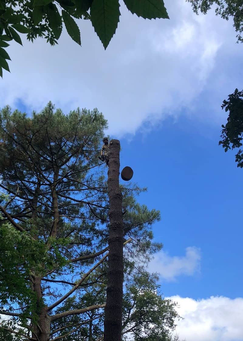 Un arbre entrain d'être abattu par découpage en billot