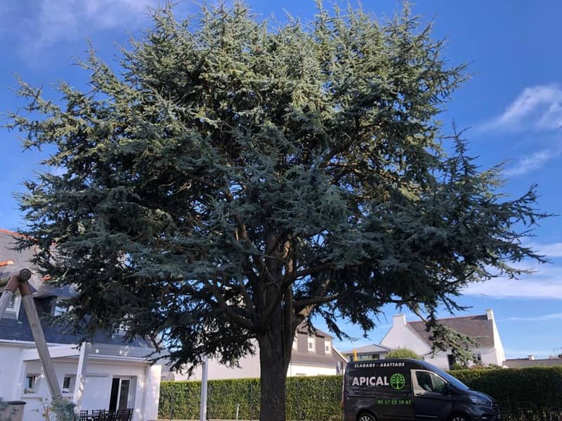 Un arbre non taillé