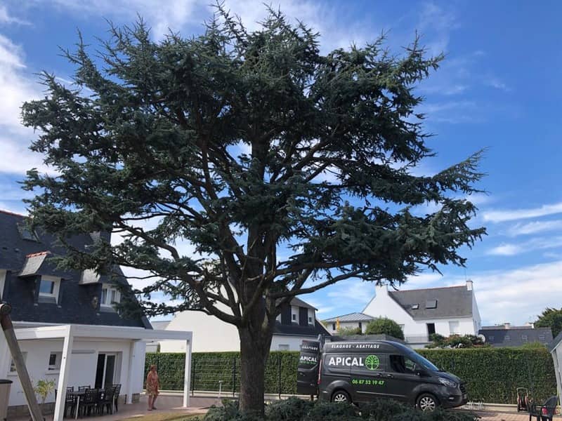 Un arbre taillé